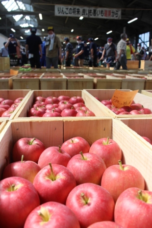 The season's first auction of apples in Hirosaki, Aomori Prefecture on Aug. 3 | KAHOKU SHIMPO