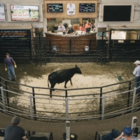 Cattle up for sale at an auction in North Dakota in July.  | BENJAMIN RASMUSSEN / THE NEW YORK TIMES