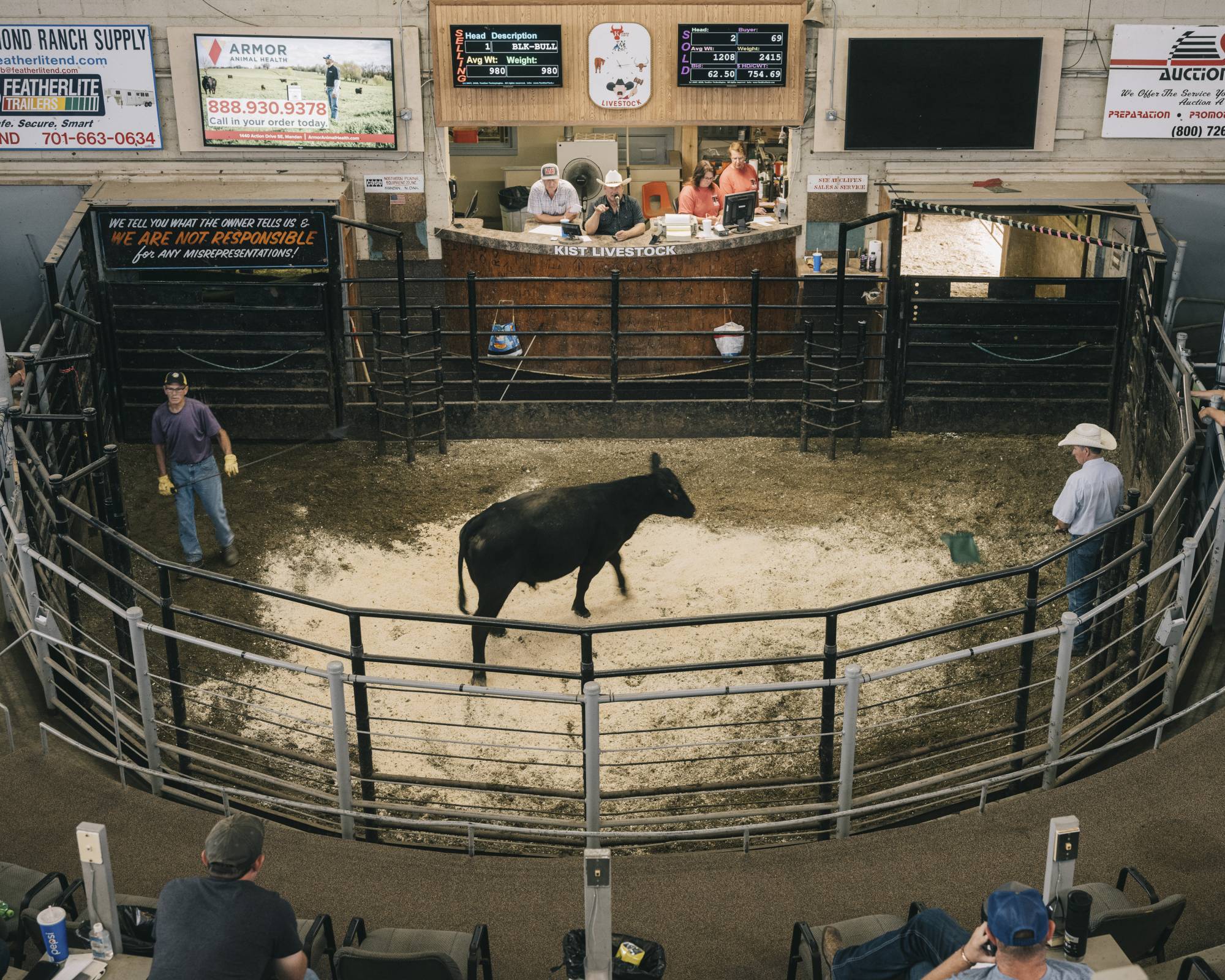 Cattle up for sale at an auction in North Dakota in July. | Benjamin Rasmussen / The New York Times