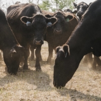 Cattle graze on stubs of grass at a farm in North Dakota in July.  | BENJAMIN RASMUSSEN / THE NEW YORK TIMES