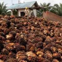 Workers handle palm oil fruits at a plantation in Slim River, Malaysia.  | REUTERS
