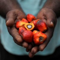 A worker holds palm oil fruits at a plantation in Slim River, Malaysia.  | REUTERS
