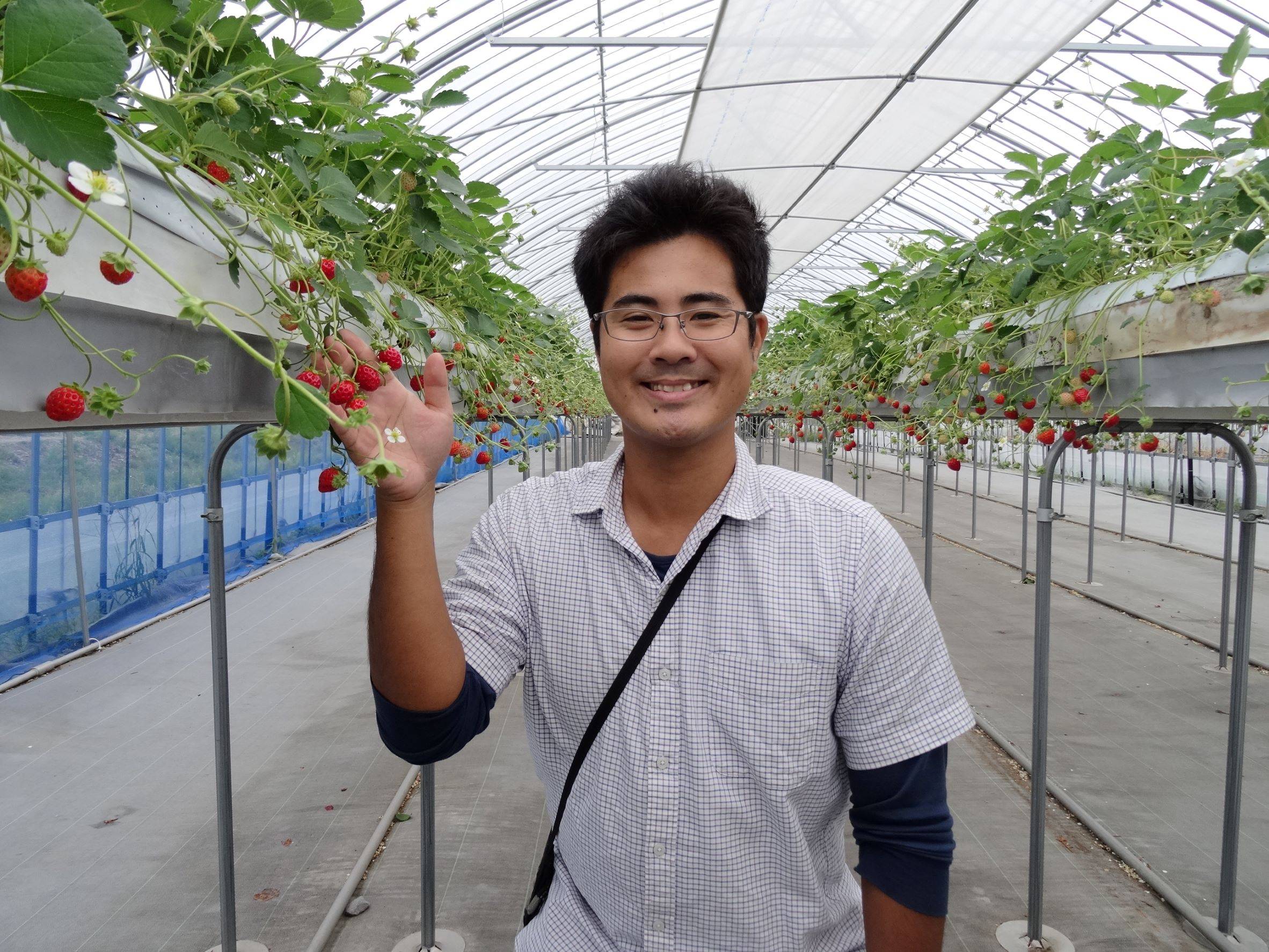 Ryoki Sato, CEO of Agri-na Rice Paddy Art Village, shows off the farm’s strawberry greenhouse, which runs on 100% geothermal energy in winter. | RYOKI SATO