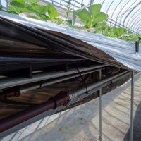 The network of pipes running under the strawberries keeps the fruit warm with onsen (hot spring) heat.  | RYOKI SATO

