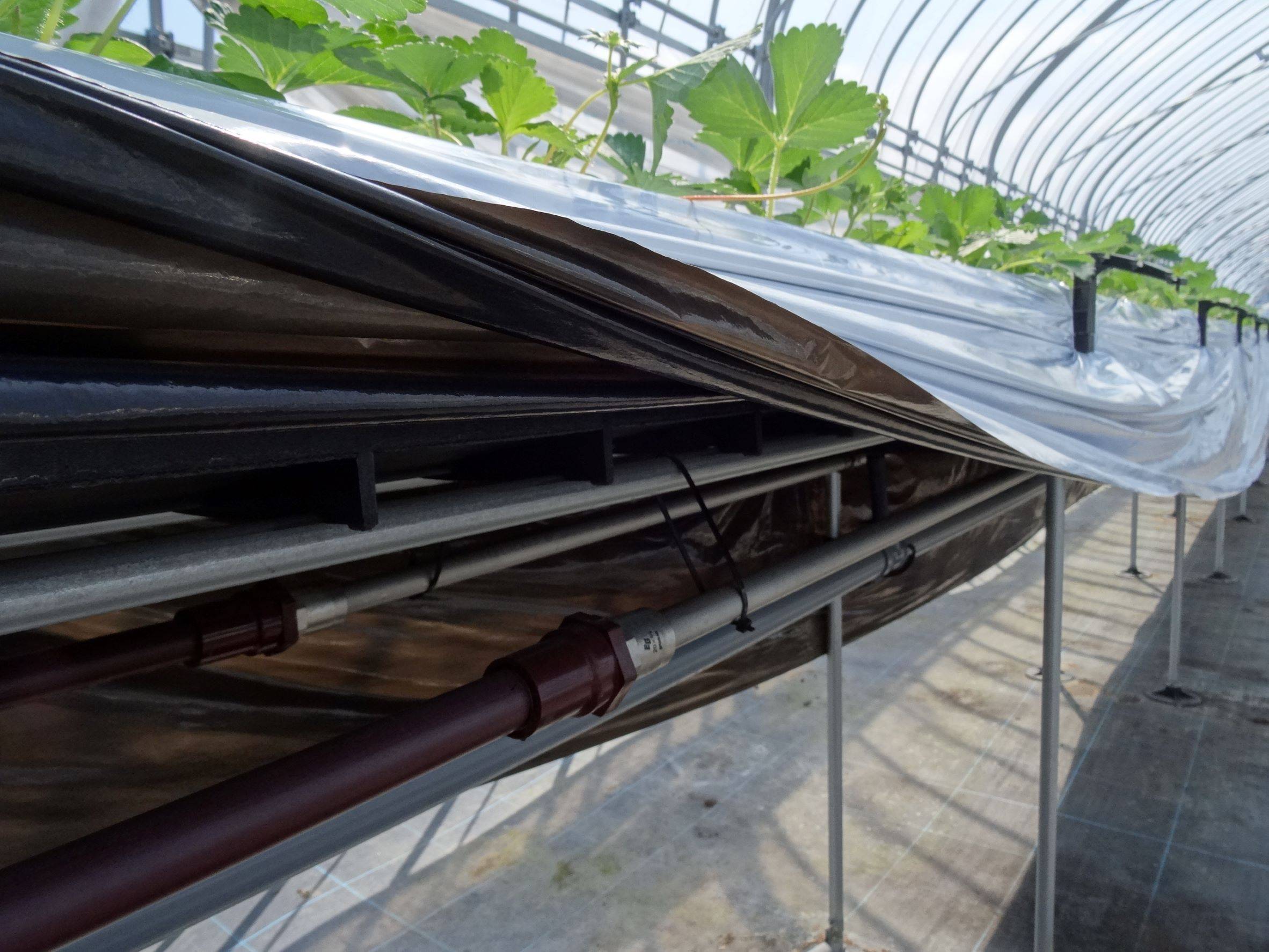 The network of pipes running under the strawberries keeps the fruit warm with onsen (hot spring) heat. | Ryoki Sato 