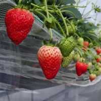 Kanko Ichigo En grows three kinds of strawberries in summer, and two in winter.  | RYOKI SATO
