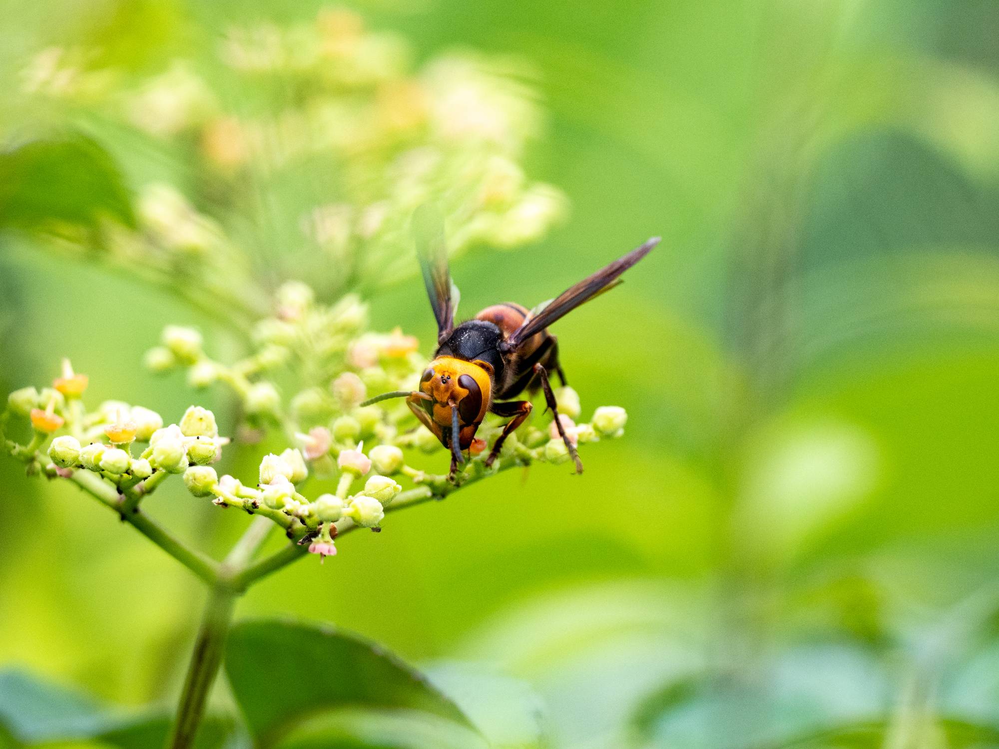 More nests of the Asian giant hornet, nicknamed the 'murder hornet' in the United States, have been found in the state of Washington. | GETTY IMAGES