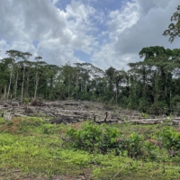 Felled trees in Sinoe County, Liberia | BLOOMBERG 