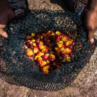 A net of harvested oil palm fruit | BLOOMBERG 