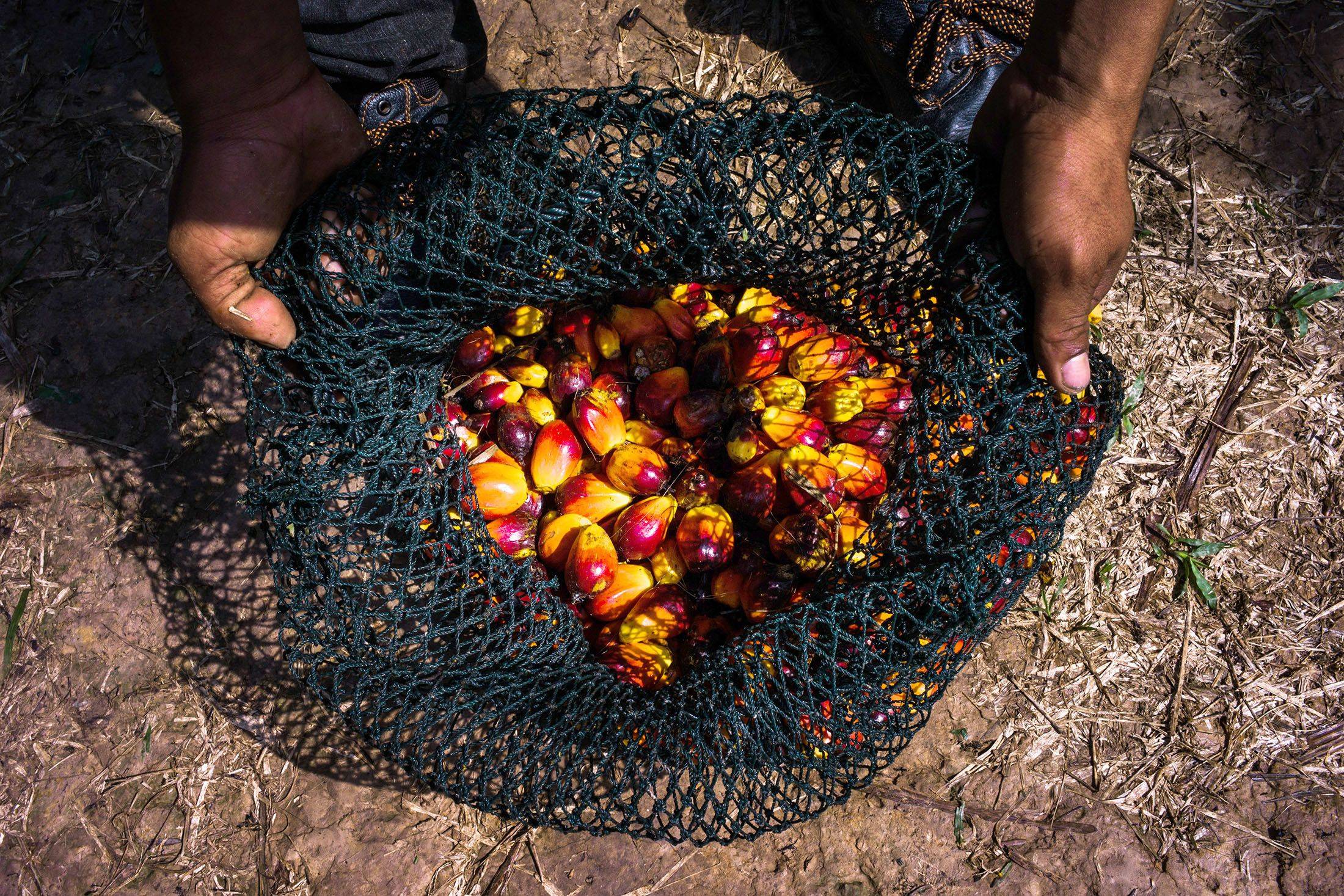 A net of harvested oil palm fruit | Bloomberg 