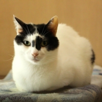 Nishi\'s distinctive markings make him a harlequin cat.  | SEITARO MATSUO
