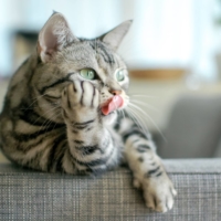 There\'s nothing inherent in the word \"cat\" that actually represents the animal, which is why we have different words for it in other languages.  | GETTY IMAGES