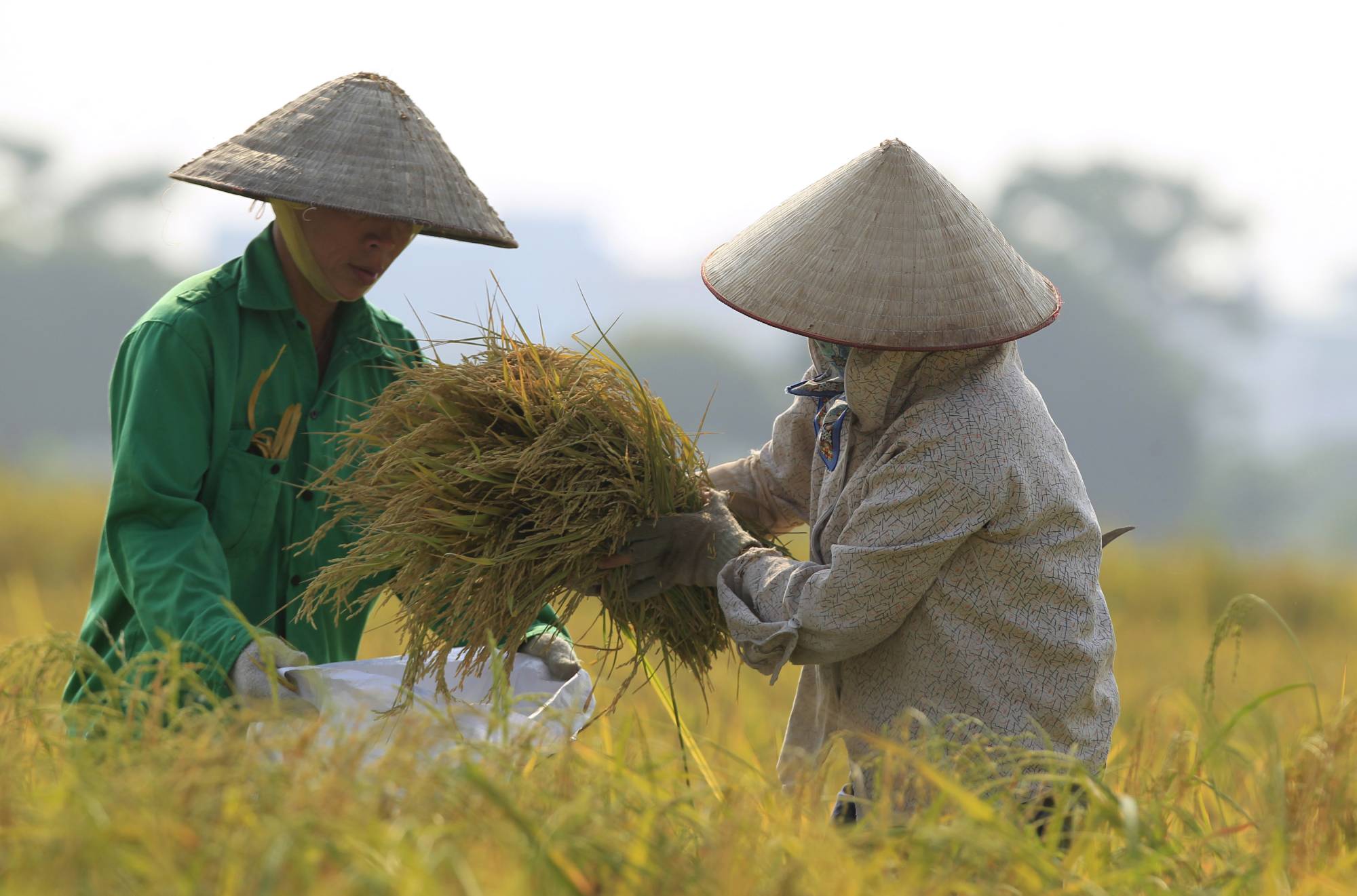 Agricultural yields in Southeast Asia have slowed due to land degradation and poor farming practices while the regions wild fisheries are at risk of over-fishing. | REUTERS 