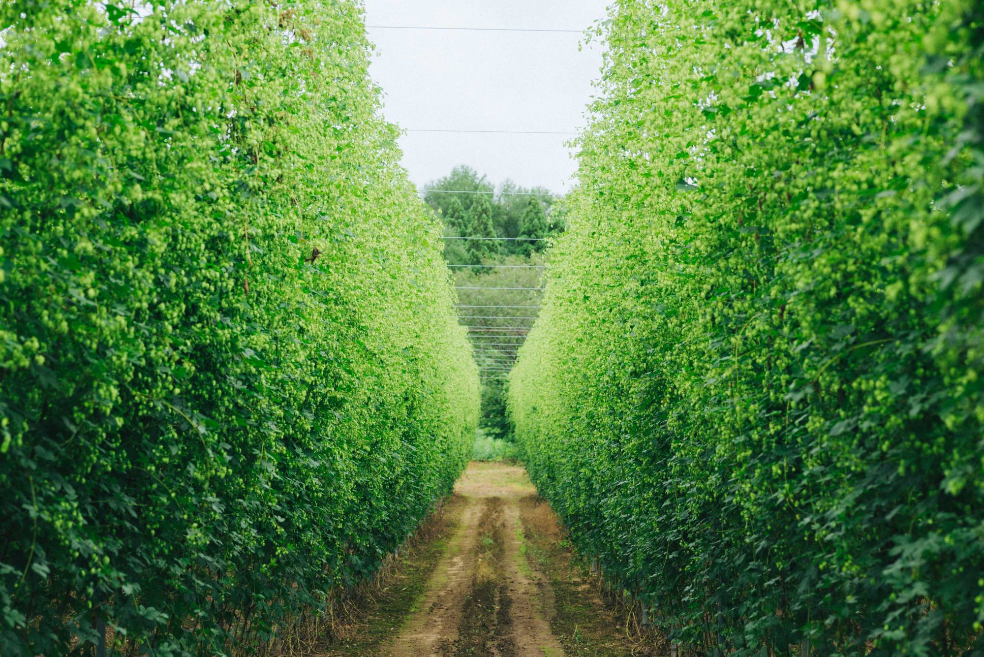In addition to the usual tastings and tours, Tono Beer Experience tempts travelers with offers such as picnics under the leafy trellises of full-grown hop vines. | KATSUSUKE NISHINA