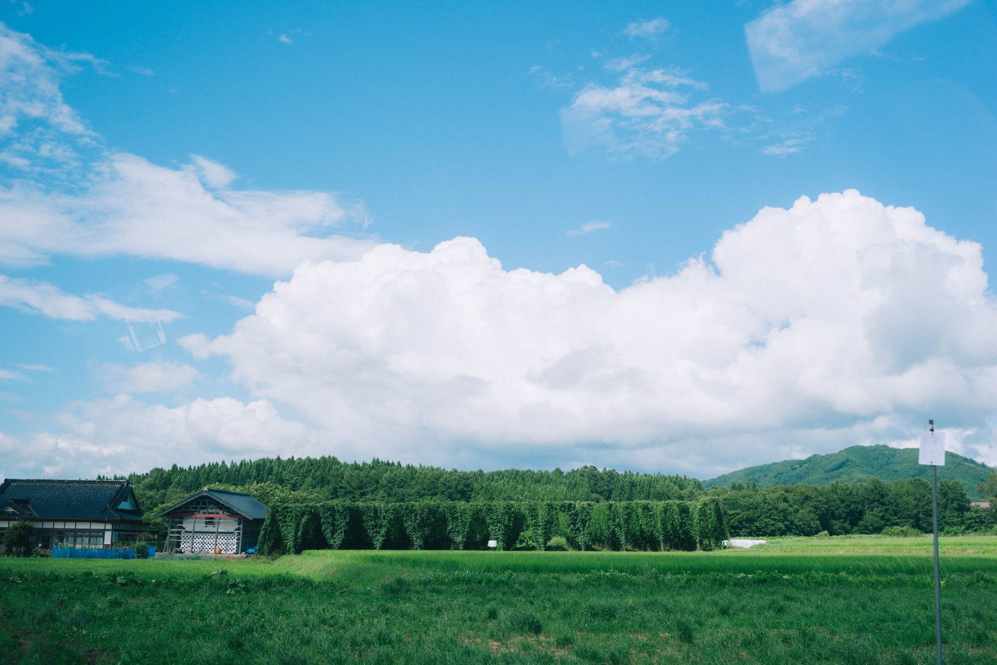 Around 20 years ago, there were 239 hops farms in Tono, Iwate Prefecture, but the number now stands at just 22. | Katsusuke Nishina 