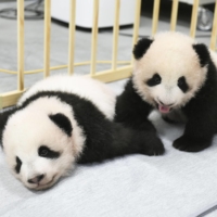 The twin giant pandas born at Tokyo\'s Ueno Zoological Gardens were named Xiao Xiao (left) and Lei Lei Friday. | UENO ZOOLOGICAL GARDENS / VIA KYODO