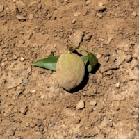 Central California grows nearly half of all the fruits, nuts and vegetables in the U.S. and a third of the world’s tomatoes. Due to climate change, predictions for this region are grim. | BLOOMBERG