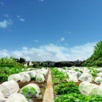 Most plots in Tokyo community gardens are around 3-by-5 meters square. | COURTESY OF AGRIMEDIA INC.
