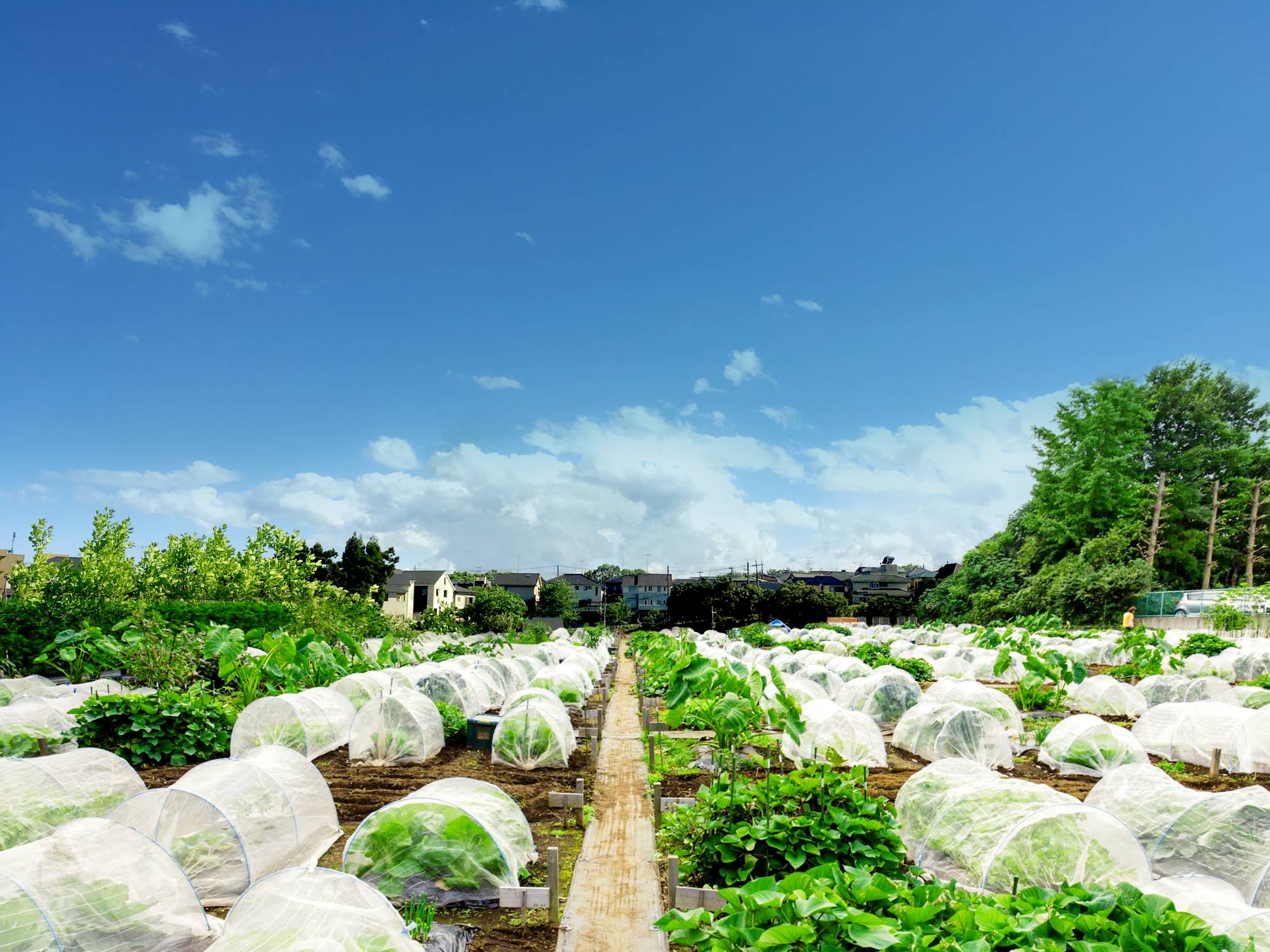 Most plots in Tokyo community gardens are around 3-by-5 meters square. | Courtesy of Agrimedia Inc. 