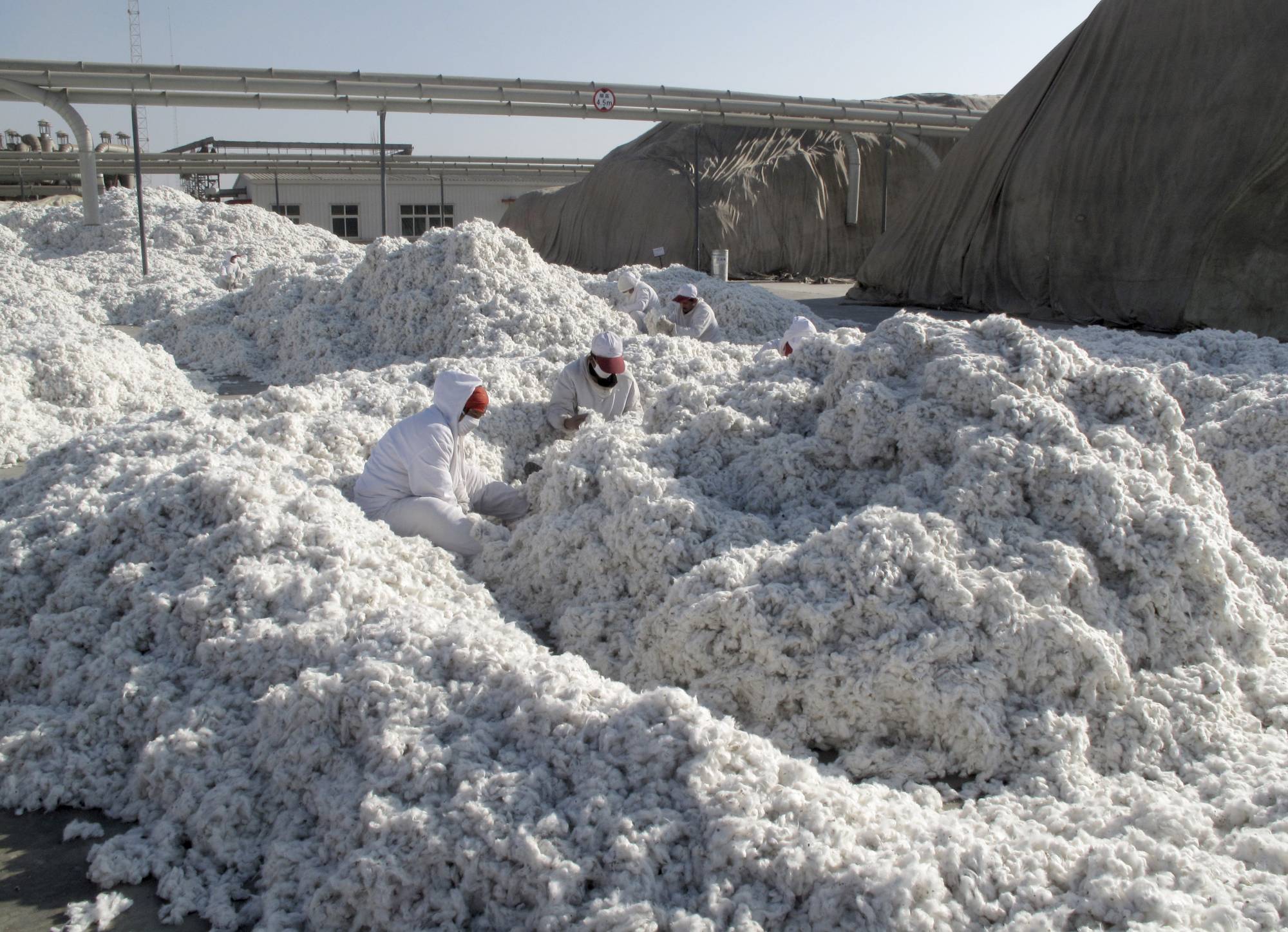 Workers look for trash in newly harvested cotton at a processing plant in Aksu, China's Xinjiang region, in December 2015. | REUTERS