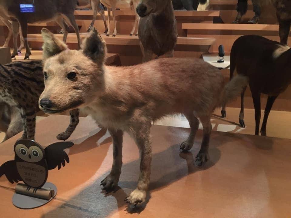 Extinct Japanese wolf may hold key to unlocking origins of dogs