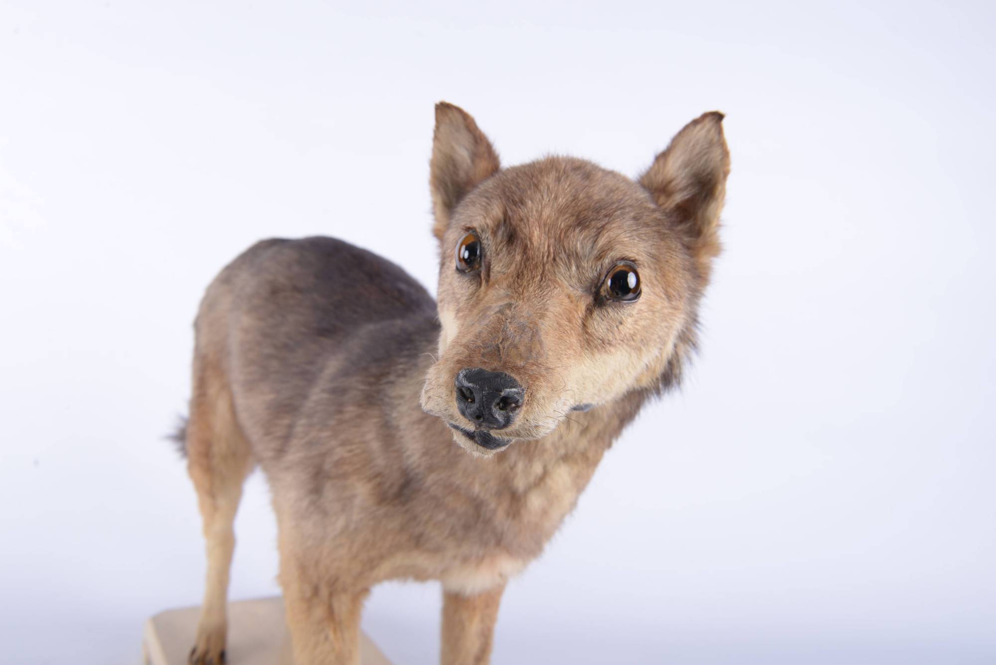 Japanese wolf dogs best sale