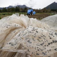 Plastic sheets at a farm near Mount Aso in Kumamoto Prefecture are covered with volcanic ash on Thursday, a day after an eruption occurred at the volcano. | KYODO