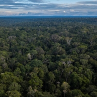 An area of the Amazon rainforest near Presidente Figueiredo, Amazonas state, Brazil | BLOOMBERG 