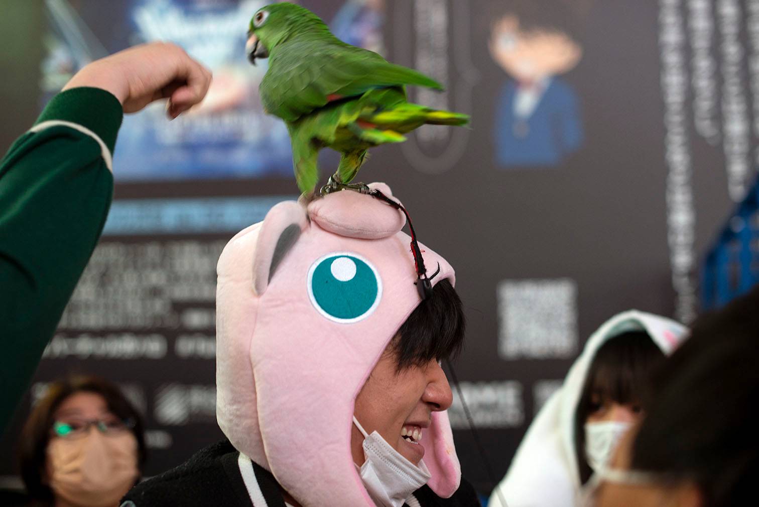 A parrot perches on the head of a Halloween reveler in Shibuya. | ROB GILHOOLY