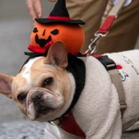 A dog gets into the Halloween mood as his owners make their way to a polling station as Japan\'s general election gets underway in Setagaya Ward on Sunday. An informal survey of 100 people taken outside the polling station revealed around 25% to be under 30. One voter, a 22-year-old university student who declined to be named, said she had no particular interest in politics but had voted every year since she turned 18, largely at the urging of her parents\'. Another, 25-year-old Reiko Wakai, said she had posted a selfie of herself outside the polling station to shame her apathetic friends who \"have no awareness\" of the privilege of being able to vote. \"It\'s a wonderful thing to able to have a say in your country\'s direction, and I\'m always banging on at my friends about voting -- but they don\'t listen,\" she says.  | ROB GILHOOLY