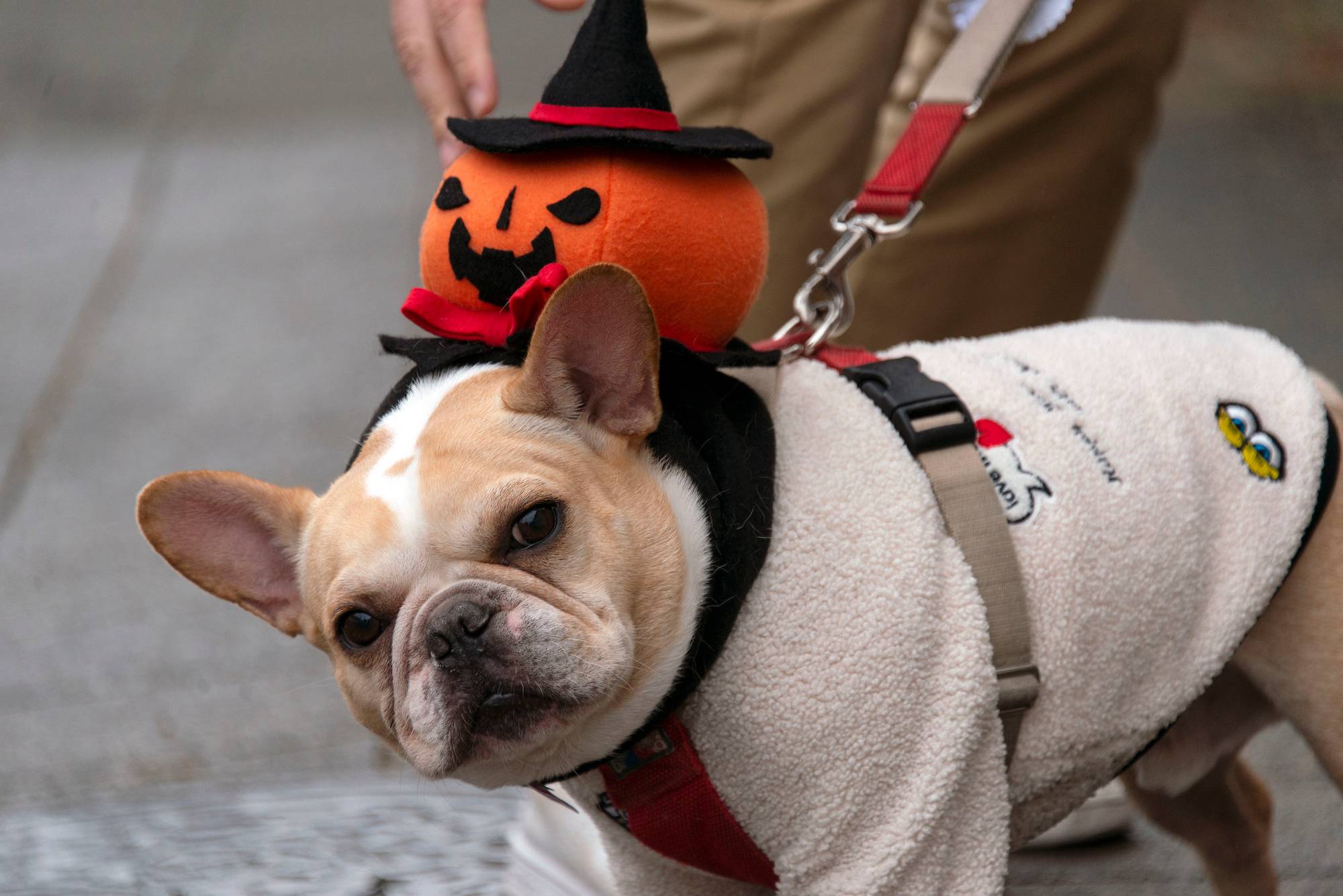A dog gets into the Halloween mood as his owners make their way to a polling station as Japan's general election gets underway in Setagaya Ward on Sunday. | ROB GILHOOLY