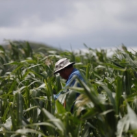 A small but growing back-to-the-land movement in Thailand is luring young, ecofriendly farmers away from the city. | REUTERS 