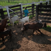 A Brazilian farmer drives cattle into his farm in Para state, Brazil. Chinese researchers claim that they can turn industrial emissions into animal feed — a move that could help farmers globally. | AFP-JIJI