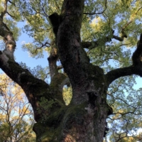 A 1,000-year-old cypress stands in the complex of Nagoya’s Atsuta Shrine. | ERIC MARGOLIS