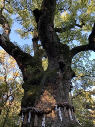 A 1,000-year-old cypress stands in the complex of Nagoya’s Atsuta Shrine. | ERIC MARGOLIS