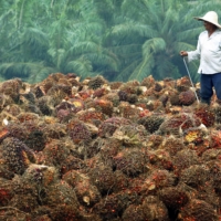 Similar to countries like Australia, Malaysia’s farmers are aging rapidly and young workers are reluctant to work in the sector due to low pay, creating a labor shortage.  
 | REUTERS 
