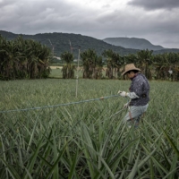 Construction equipment at the site of a new missile base looms over a farmer applying pesticide in a pineapple field on Ishigaki, a small Japanese island just 200 miles from Taiwan, on Nov. 3, 2021. Japan has warned that growing tensions between Chinese and American forces could pose a serious risk to regional stability.  | THE NEW YORK TIMES