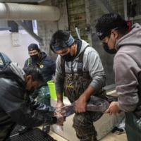 Members of the Nez Perce tribe collect sperm from a male Chinook salmon at the tribe\'s hatchery complex near Juliaetta, Idaho on Nov. 9.  | TAMIR KALIFA / THE NEW YORK TIMES