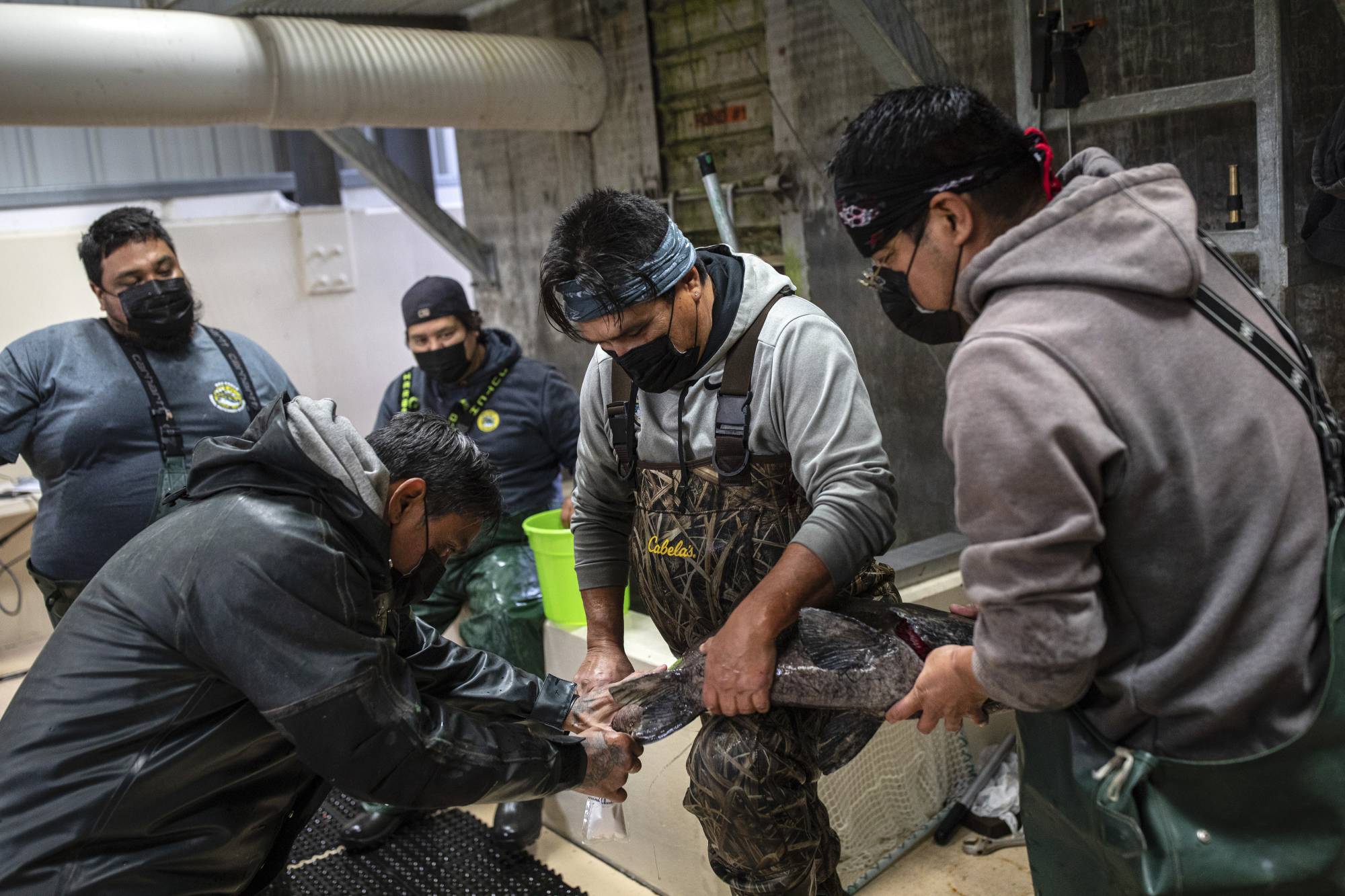 Members of the Nez Perce tribe collect sperm from a male Chinook salmon at the tribe's hatchery complex near Juliaetta, Idaho on Nov. 9. | Tamir Kalifa / The New York Times