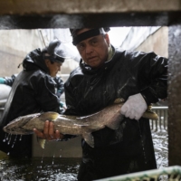 Mark Wilson, a hatchery maintenance supervisor, passes a female fall Chinook salmon into a holding trough at the Nez Perce Tribal Hatchery Complex near Juliaetta, Idaho on Nov. 9.  | TAMIR KALIFA / THE NEW YORK TIMES
