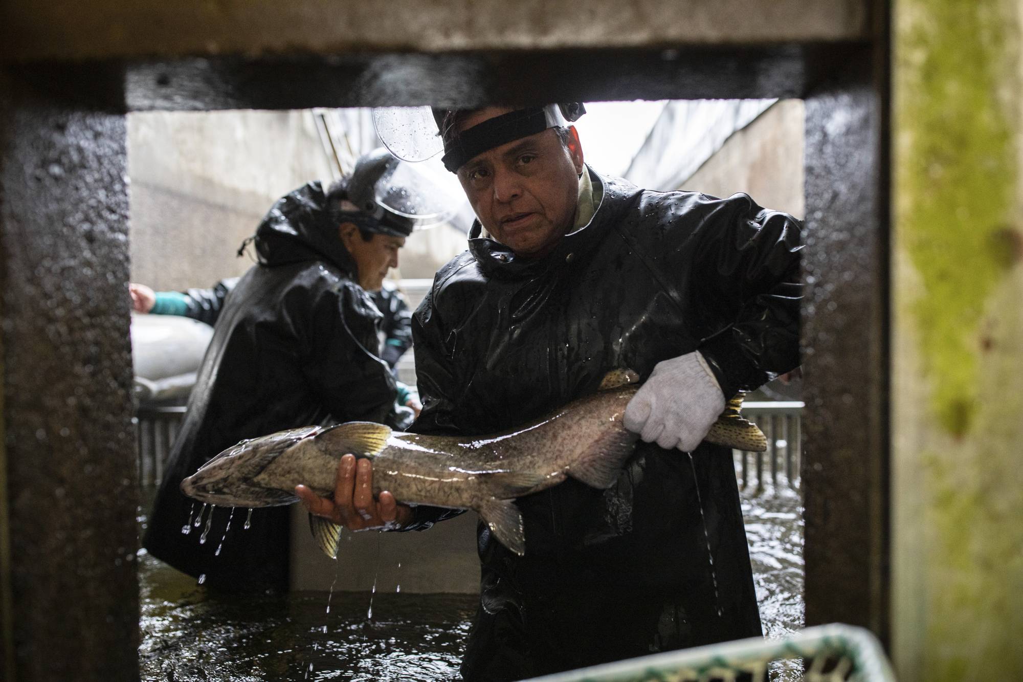Mark Wilson, a hatchery maintenance supervisor, passes a female fall Chinook salmon into a holding trough at the Nez Perce Tribal Hatchery Complex near Juliaetta, Idaho on Nov. 9. | Tamir Kalifa / The New York Times 