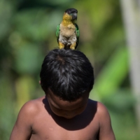 A parrot sits on the head of a child at a Nukak campsite in El Retorno, near San Jose de Guaviare, in Colombia on Nov. 5. The Nukak were first contacted about 33 years ago in the Colombian Amazon. Only the oldest members of this nomadic indigenous community keep their language and hunting and gathering traditions alive. All other traditions succumbed to the violence of far-left and far-right groups, as well as to deforestation that gave way to drug crops, ranchers and landowners. | AFP-JIJI