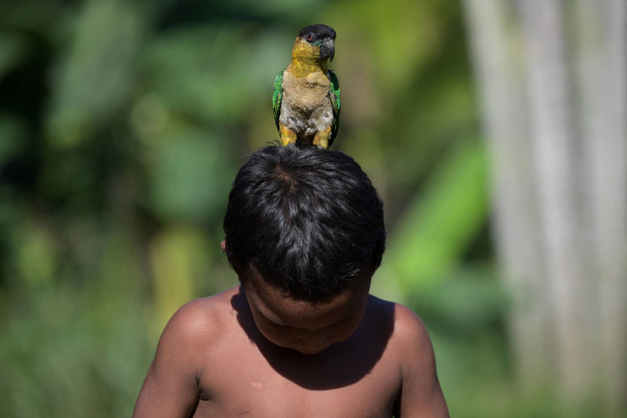 A parrot sits on the head of a child at a Nukak campsite in El Retorno, near San Jose de Guaviare, in Colombia on Nov. 5. The Nukak were first contacted about 33 years ago in the Colombian Amazon. Only the oldest members of this nomadic indigenous community keep their language and hunting and gathering traditions alive. All other traditions succumbed to the violence of far-left and far-right groups, as well as to deforestation that gave way to drug crops, ranchers and landowners. | AFP-JIJI