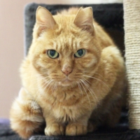 Goro loves people and even loves other cats. | SEITARO MATSUO
