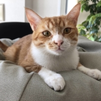 Hama loves human attention as much as he loves his toys. | REIKO SUGAWARA
