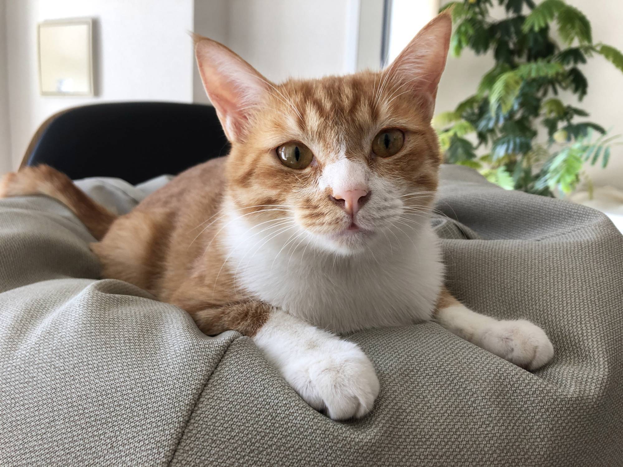 Hama loves human attention as much as he loves his toys. | REIKO SUGAWARA 