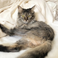 Kura is a beautiful cat who is looking for a permanent home with a few good toys. | REIKO SUGAWARA
