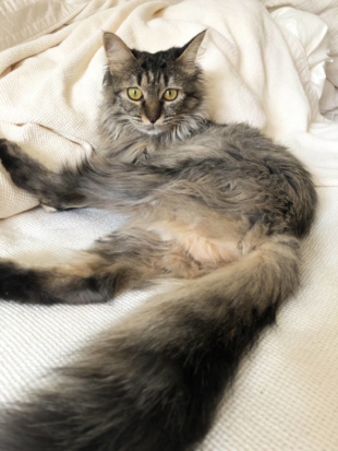 Kura is a beautiful cat who is looking for a permanent home with a few good toys. | REIKO SUGAWARA 