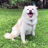 Phaedra is a pup who will act like a goofball for her friends. | KANA MATSUTANI
