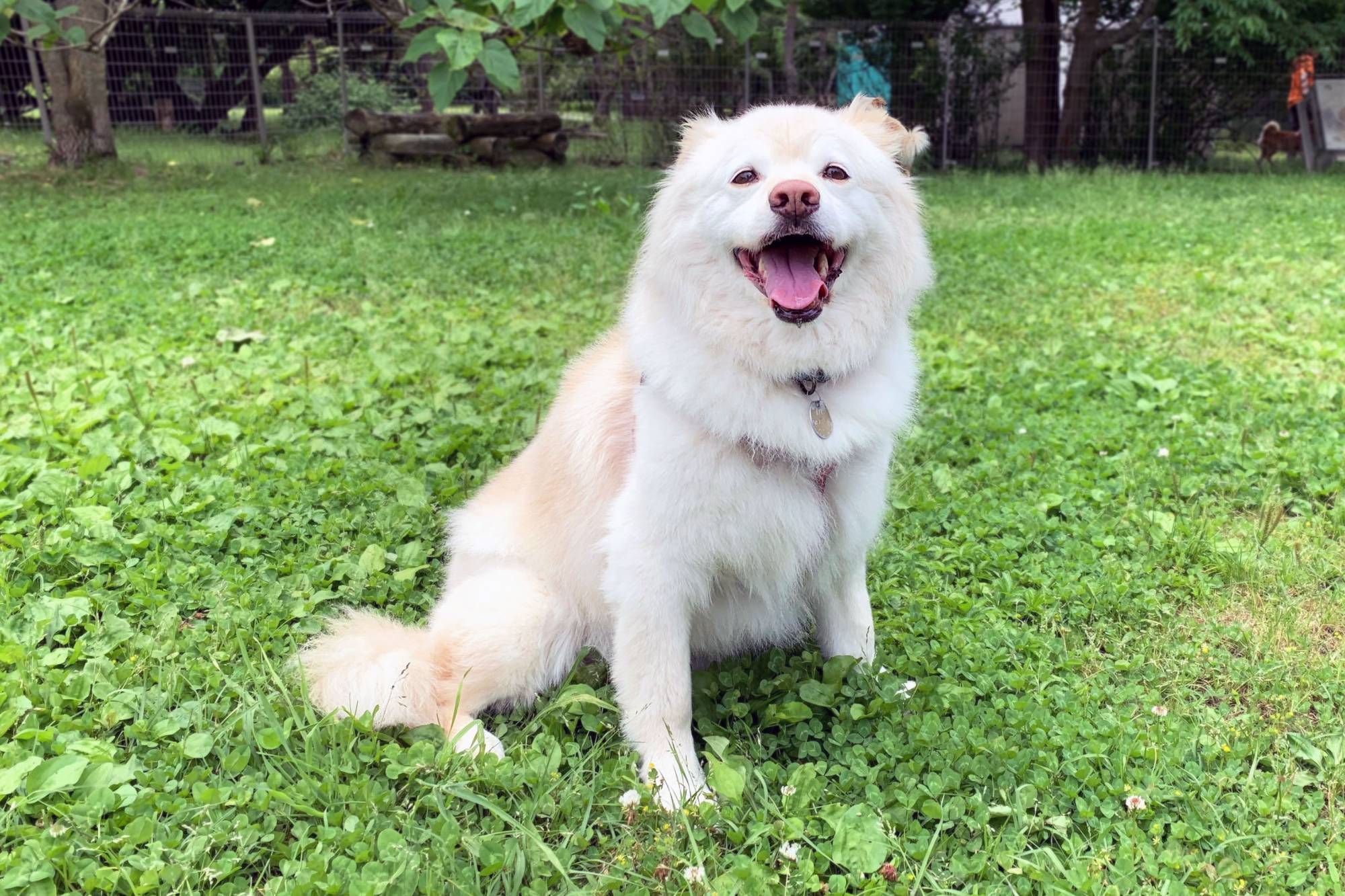 Phaedra is a pup who will act like a goofball for her friends. | KANA MATSUTANI 